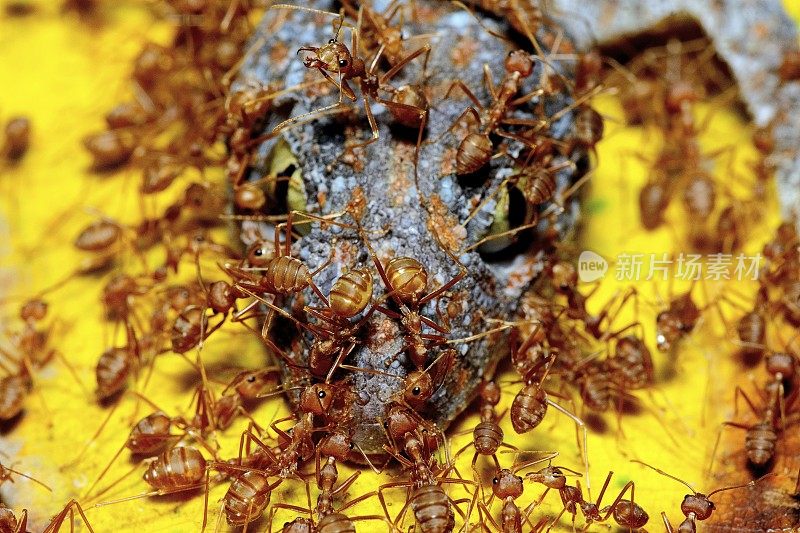 蚂蚁吃壁虎——动物行为。