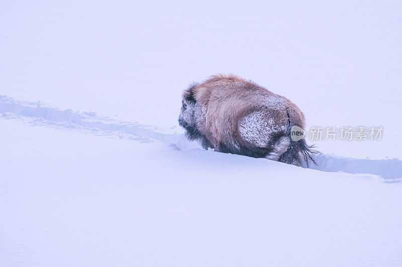 在美国西部，北美的黄石生态系统中，野牛在厚厚的积雪中跟随其他动物留下的足迹