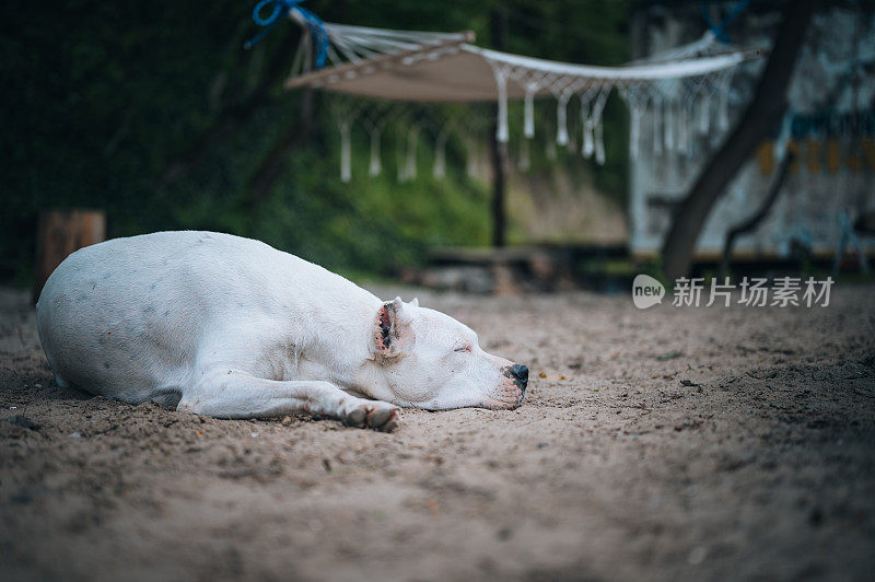 昏昏欲睡的阿根廷杜高犬