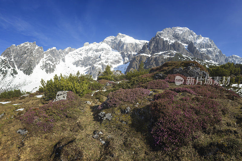 高山景观与高山玫瑰在Hochkönig山