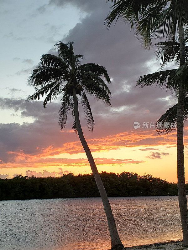 迈阿密棕榈树剪影日落在马西森吊床公园