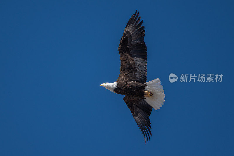 北美美国西部蒙大拿州上空近距离飞行的秃鹰