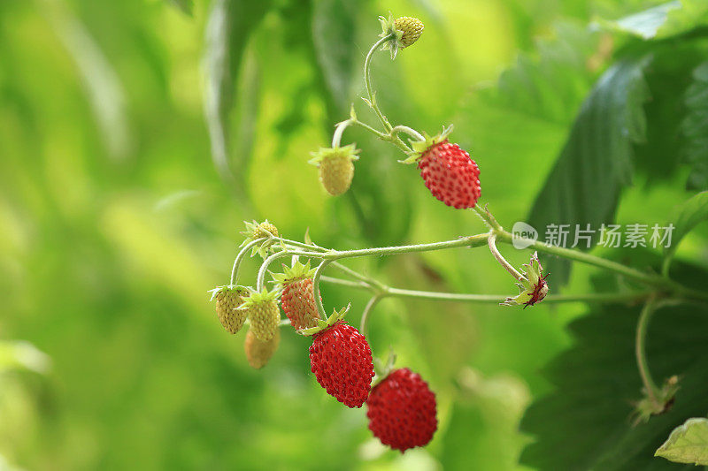 野草莓，鲜红可口的水果