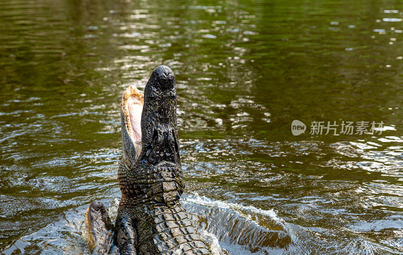 路易斯安那州的鳄鱼在水中进食
