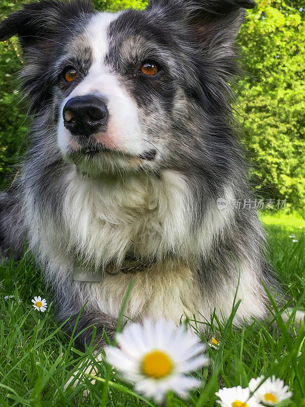 边境牧羊犬雏菊肖像