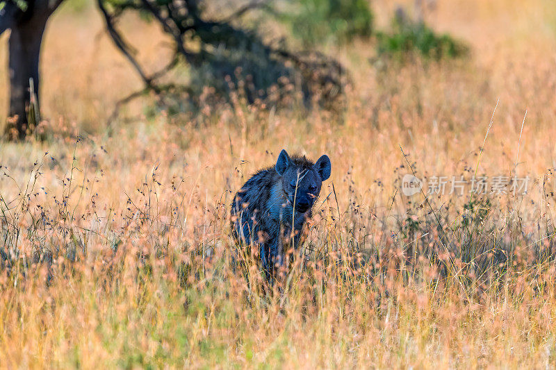 斑点鬣狗在树荫下等待，观察野生动物的狩猎