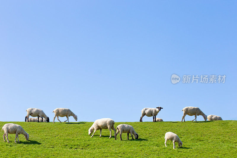 德国东弗里斯兰，北海沿岸堤防上的羊群