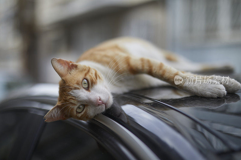 伊斯坦布尔街头的姜黄色和白色的流浪猫