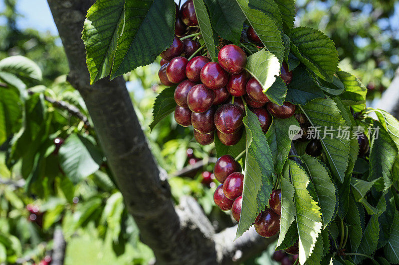 树上成熟的樱桃特写