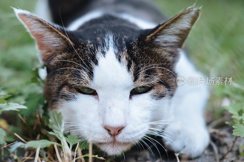 一只猫的形象，看起来很高兴被抚摸