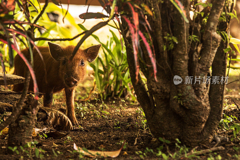 在森林里迷路的小猪特写