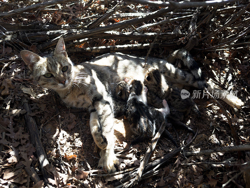 在野外，母猫正在给刚出生的小猫喂奶