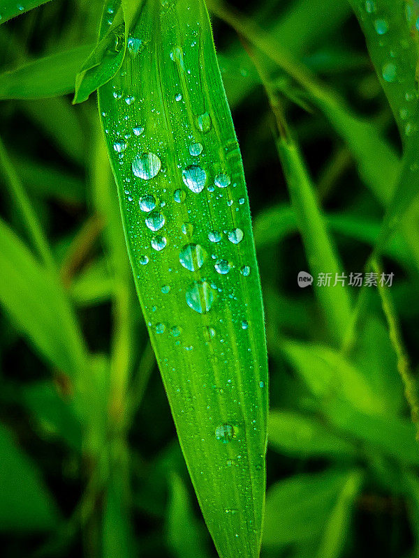 水珠落在绿色的草叶上