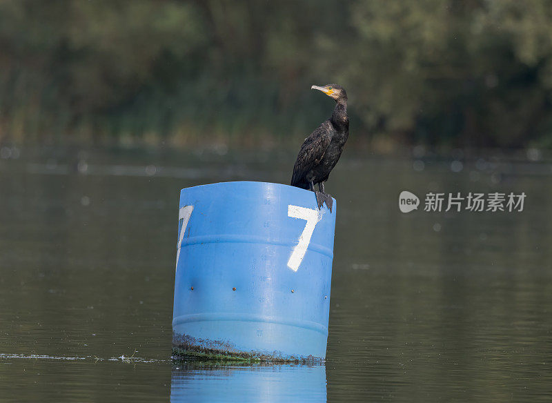 鸬鹚栖息在阳光下