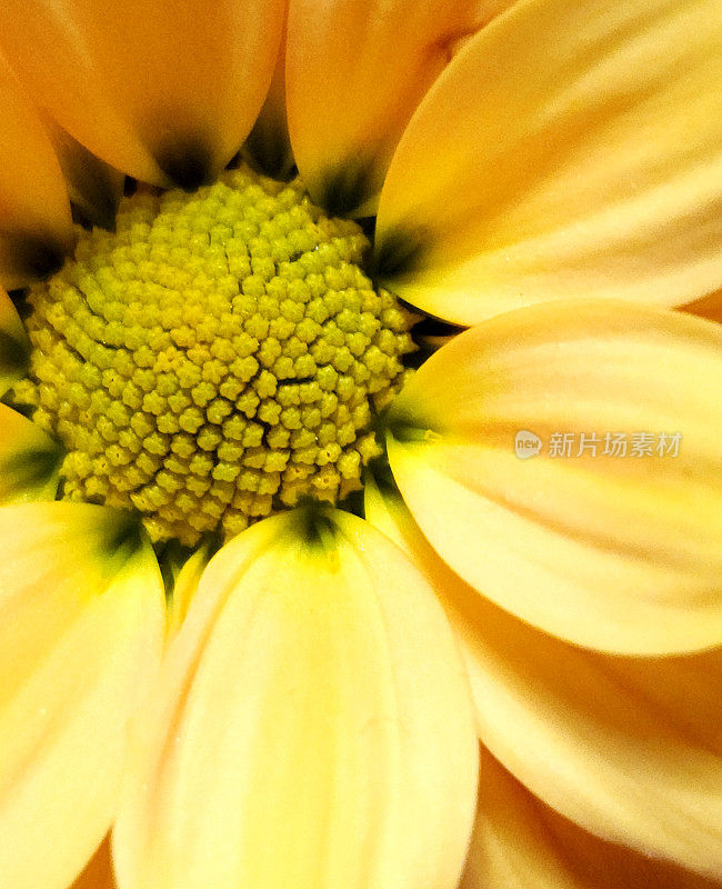 特写黄花-黄色背景