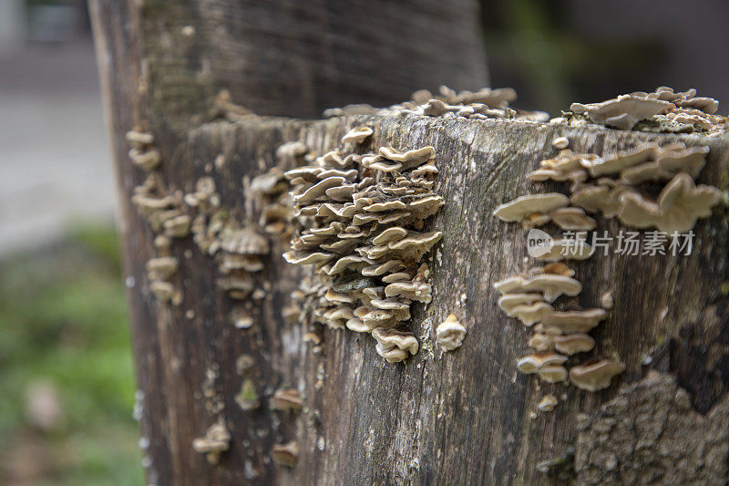 蘑菇生长在原木上的图像