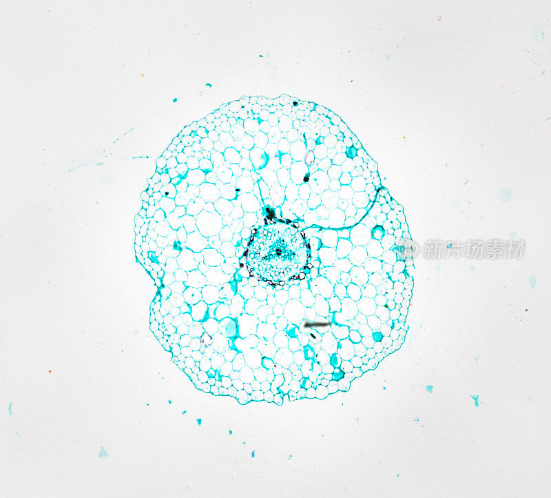 白底光镜下植物茎实质C.S.