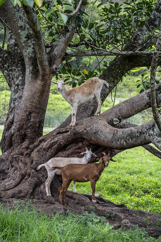 挤奶的山羊占据了树上的观察点。