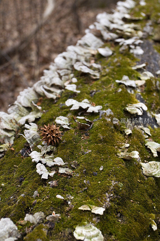 腐树上的真菌和苔藓