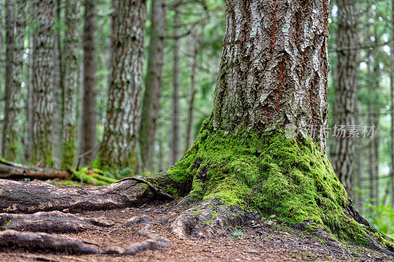 一棵道格拉斯冷杉树的底部，厄克斯廷山省立公园，盐泉岛，BC加拿大