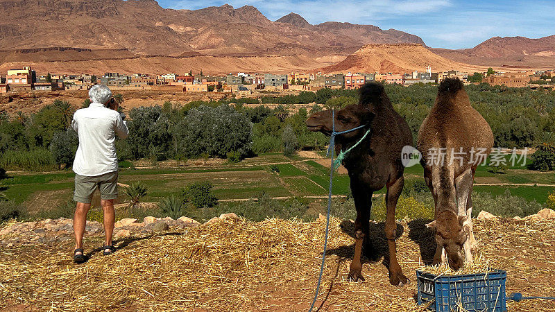 摩洛哥的人和骆驼