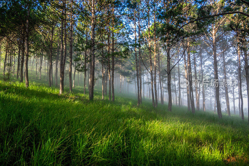 在大叻的松林里，绿草弯弯曲曲的弯角下，阳光透过薄雾照耀着大叻，一派神奇的景象，大叻风光秀丽