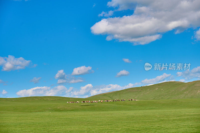 内蒙古呼伦贝尔草原，马场