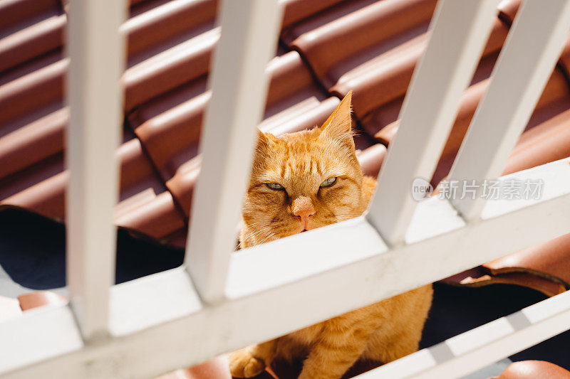 屋顶上的猫