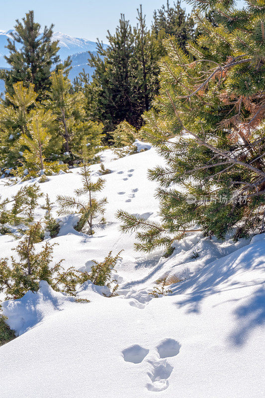 美丽的冬天在希腊的山上，在埃拉托科里的雪地上留下了痕迹