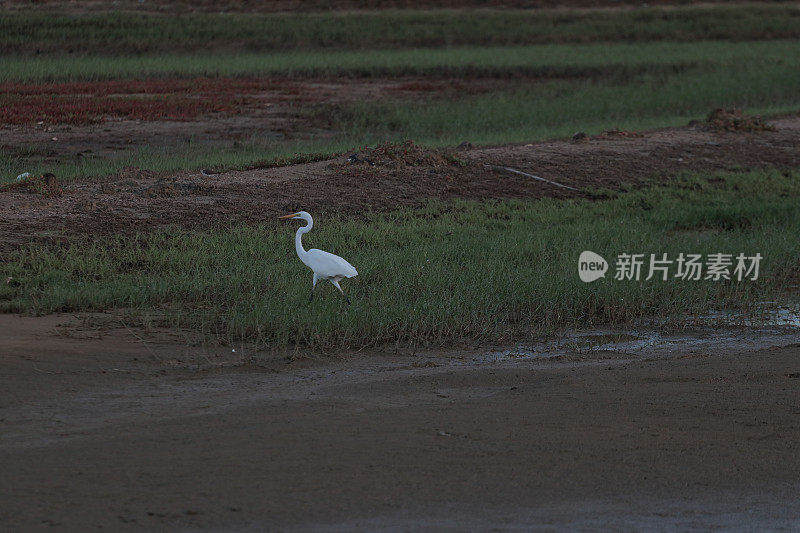 绿地里的白鹭