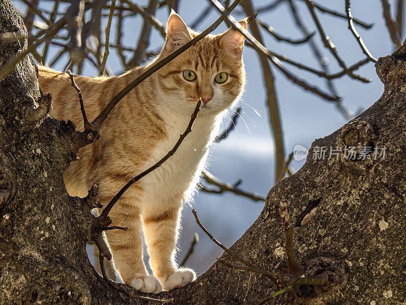 一只红色的猫站在植物的树枝上