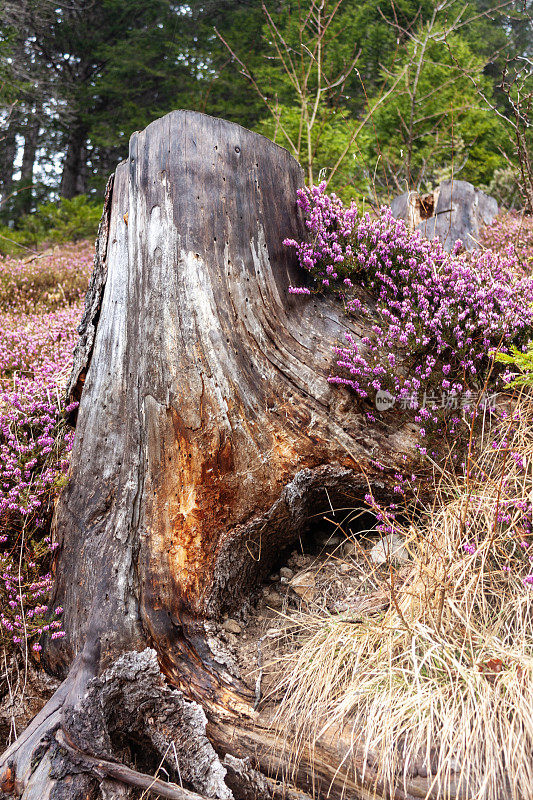 生长在森林树桩上的紫色石南。