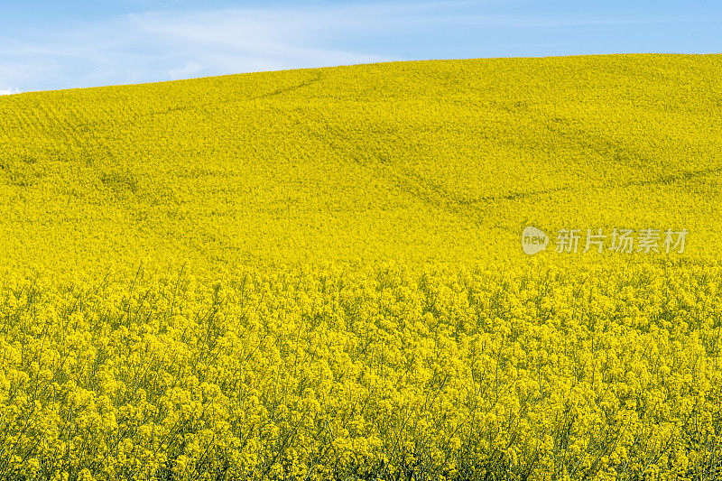 油菜籽开花期间的黄色田野