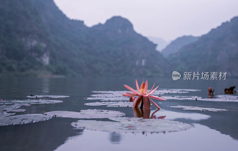 荷花或睡莲飘飘，色调越南