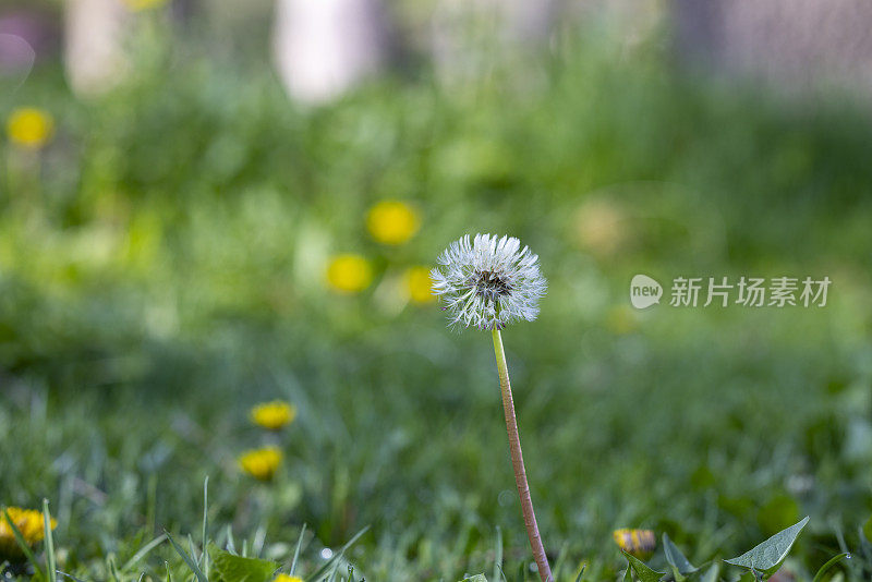 蒲公英花长在地上