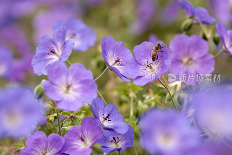 天竺葵和蜜蜂