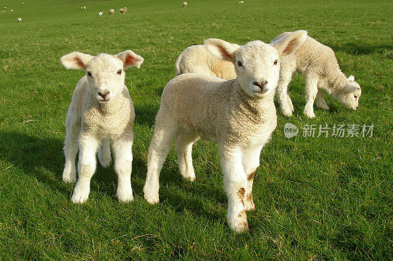 春天的羊羔