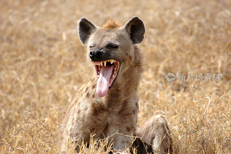 鬣狗展示舌头