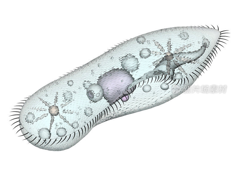 草履虫细胞的数字图像