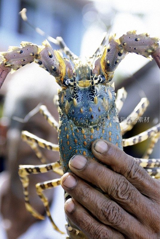 斯里兰卡hikkaduwa市场龙虾海鲜