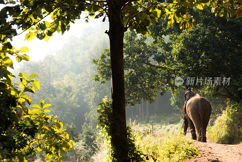水平图像的Mahout骑大象在泰国