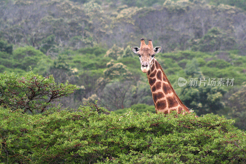 长颈鹿高耸在非洲野生动物保护区的金合欢树上。