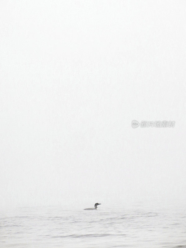 雾霾清晨，孤独的潜鸟在纽约的萨拉纳克湖上游泳