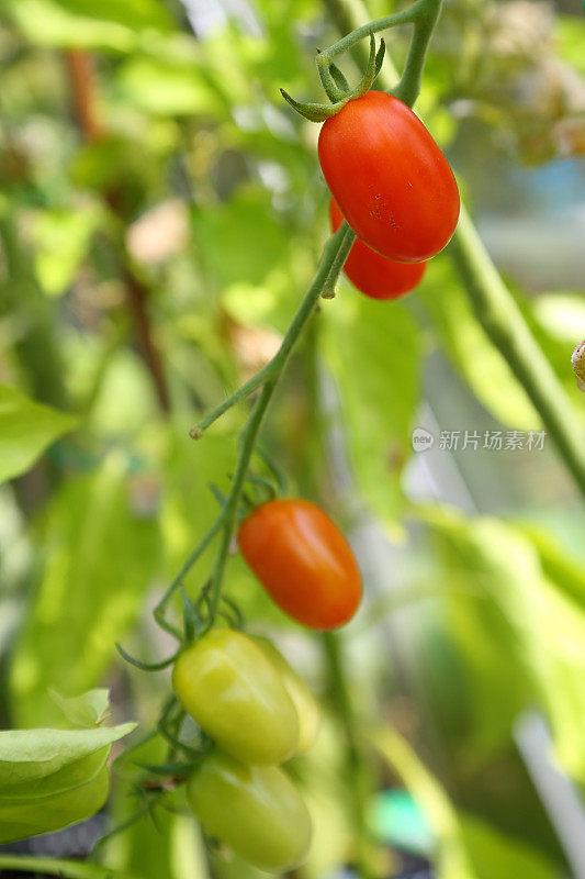 鲜红成熟的李子番茄在温室植株上