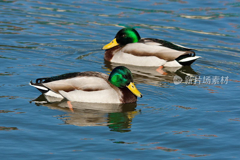 两只雄性绿头鸭
