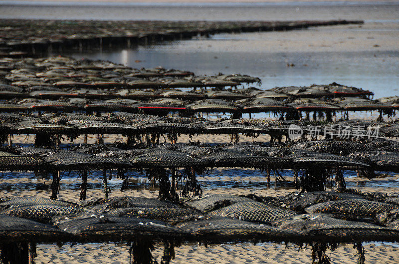 英国泽西岛牡蛎养殖场