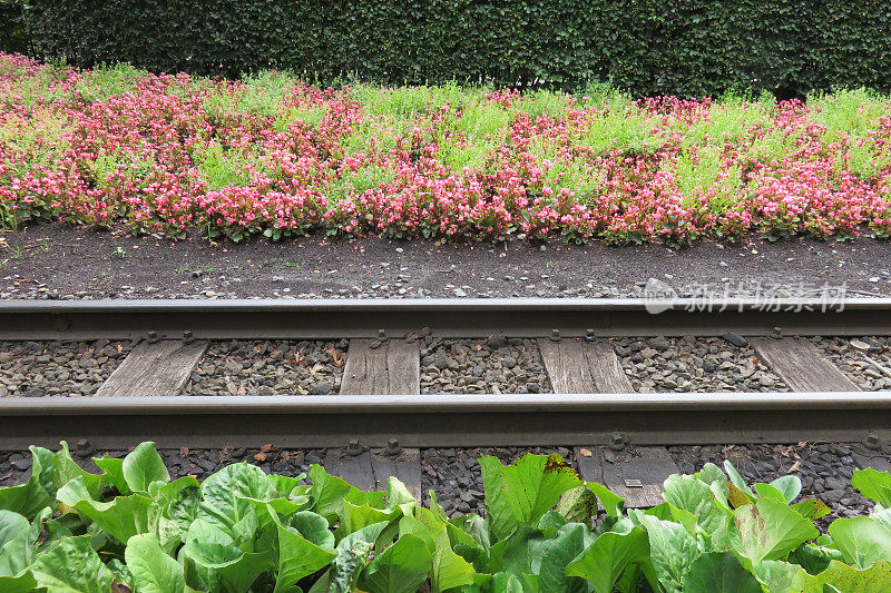 铁路、植被