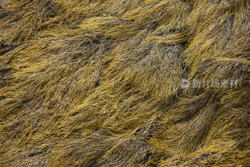 岩石上的海藻