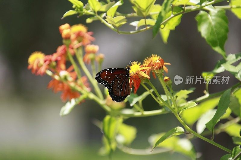 黑脉金斑蝶正坐在一株拟雌蝶上。