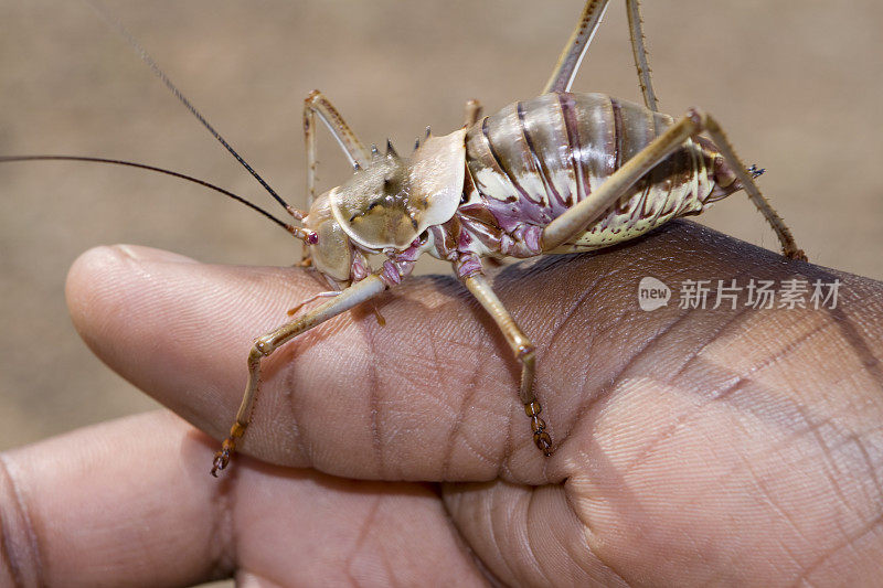 彩色地面板球手，纳米比亚